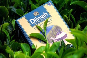 dilmah-ceylon-thee-plantage